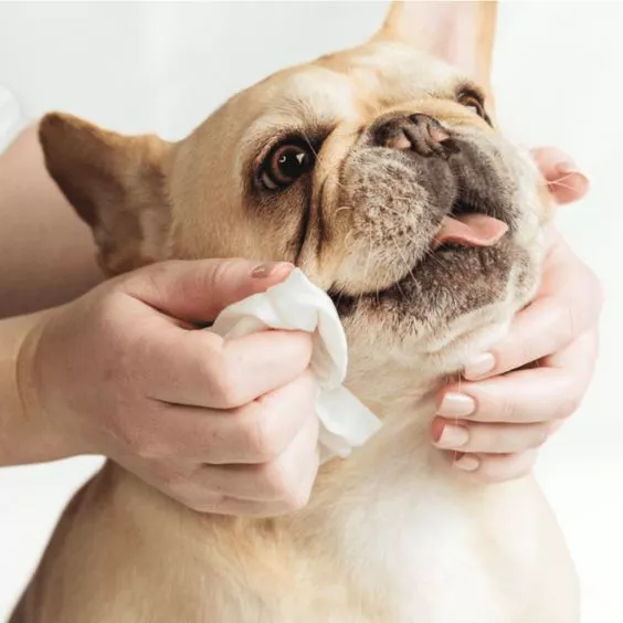 Pet Wipes for Travel: The Must-Have-objektet för on-the-go Pet Care